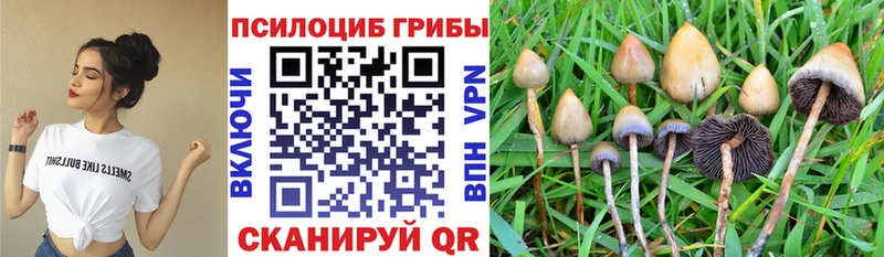 Псилоцибиновые грибы Psilocybine cubensis Бакал